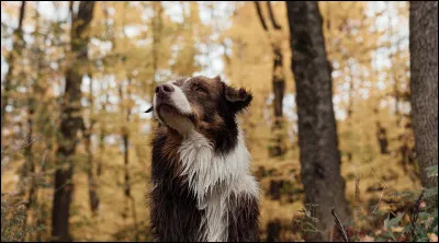 Aimes-tu les animaux ?