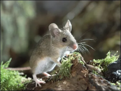 Quelle est ta proie favorite ?