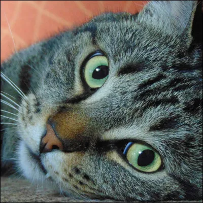 Quel est le nom d'un chat femelle ?