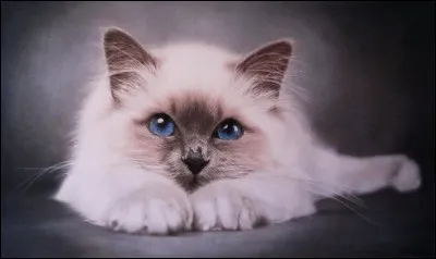 Combien y a-t-il de races de chats dans le monde ?