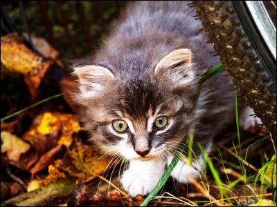 Quelle est la ville des chats ?