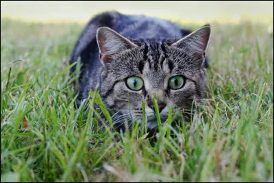 Vrai ou faux : les chats sont de bons chasseurs.