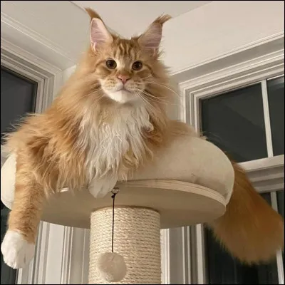 Vrai ou faux : le plus grand chat du monde est le maine coon.