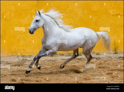 Trouve la race de ce cheval !