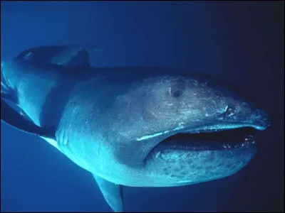 Quel est ce requin ?