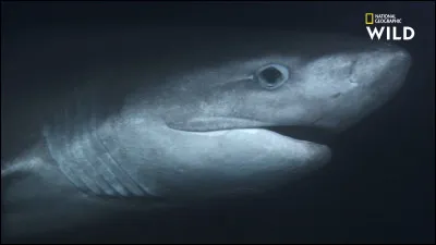 Quel est ce requin ?