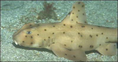 Quel est ce requin ?