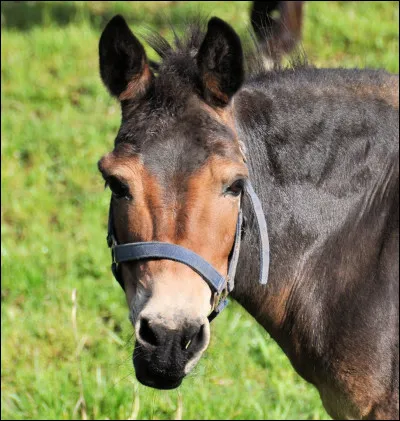Quest-ce que le bardot ?