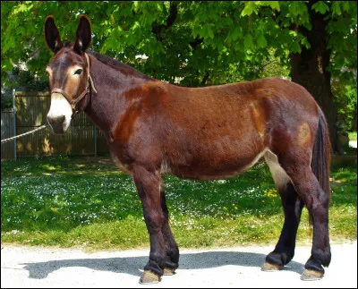 Quest-ce que le mulet ?