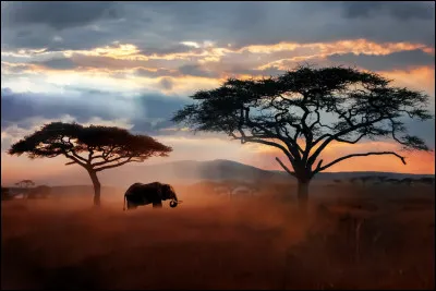 En Tanzanie, quels animaux ne peut-on pas voir dans le parc du Serengeti ?