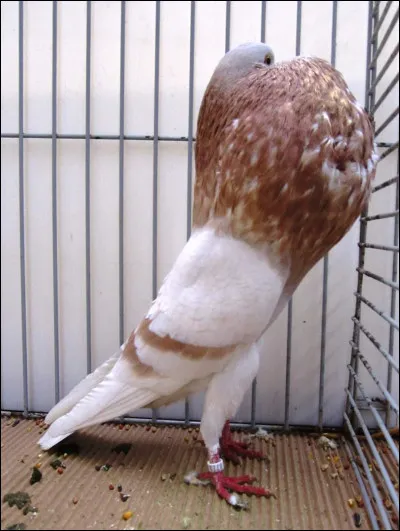Quelle est la race de ce pigeon ?
