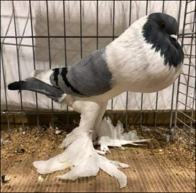 Quelle est la race de ce pigeon ?