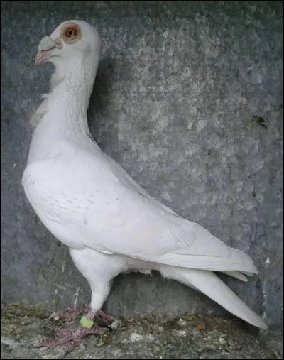 Quelle est la race de ce pigeon ?