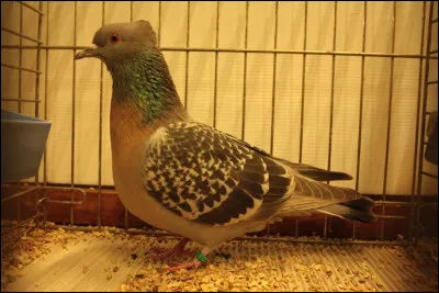 Quelle est la race de ce pigeon ?