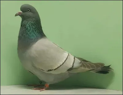 Quelle est la race de ce pigeon ?