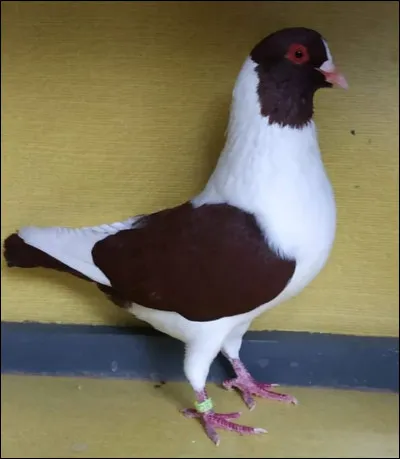 Quelle est la race de ce pigeon ?