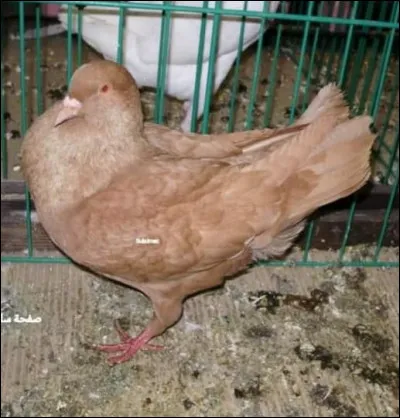 Quelle est la race de ce pigeon ?