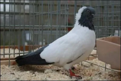 Quelle est la race de ce pigeon ?