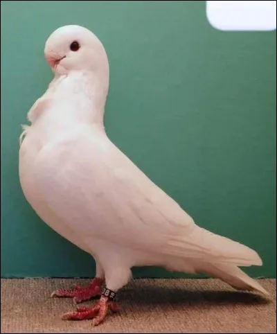 Quelle est la race de ce pigeon ?