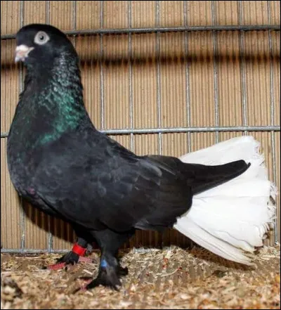 Quelle est la race de ce pigeon ?