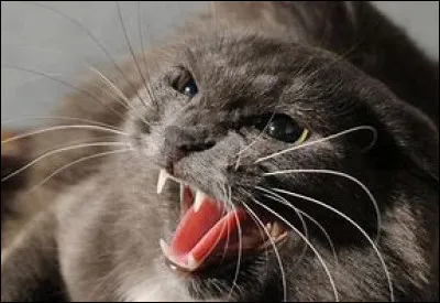 Quel est ton caractère ?