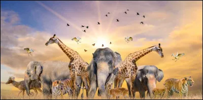 Quel animal emporterais-tu à Poudlard ?