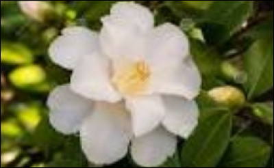 De quelle fleur s'agit-il ?