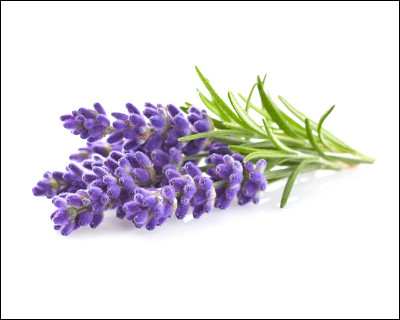 De quelle fleur s'agit-il ?