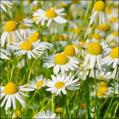 De quelle fleur s'agit-il ?
