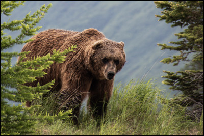 Quel est l'autre nom de l'ours brun ?