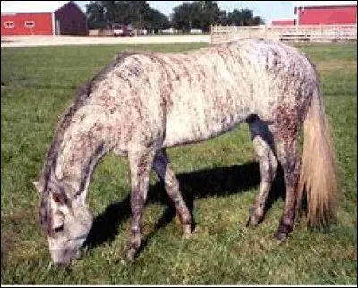 Quelle est cette robe ?