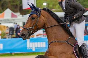 Quiz Galop 2