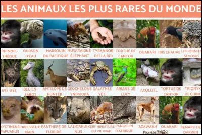Quel animal préfères-tu parmi ceux-ci ?