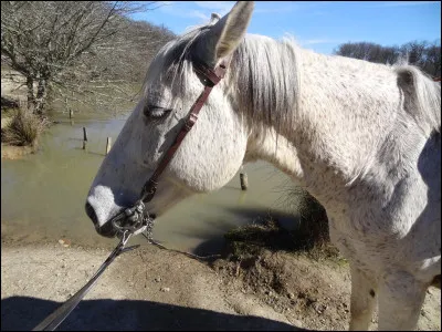 Quelle est la couleur de peau des chevaux gris ?