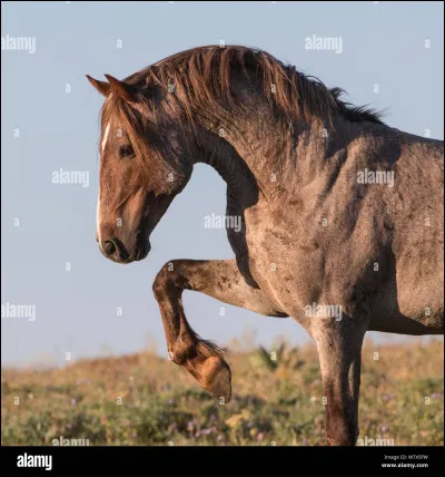 Quelle est la robe de ce cheval ?
