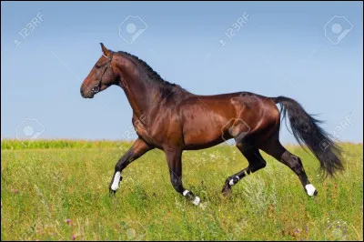 Quel est le mécanisme du trot ?