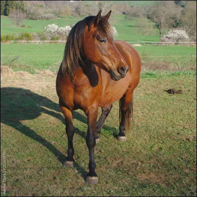 Quelles sont les nuances de bai ?