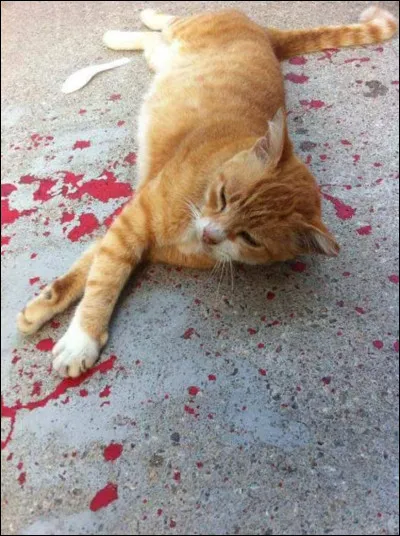 Serais-tu capable de tuer ton ennemi ?