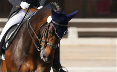 Pour passer son galop 6 il faut :