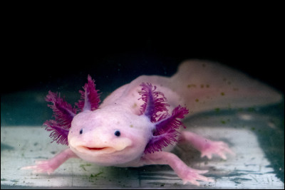 Quel est le nom de cet amphibien aquatique qui conserve sa forme larvaire tout au long de sa vie ?
