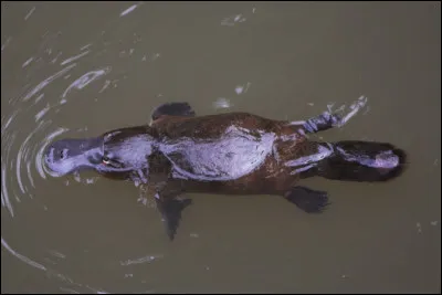 Quelle est la particularité du mammifère en photo, l'ornithorynque ?