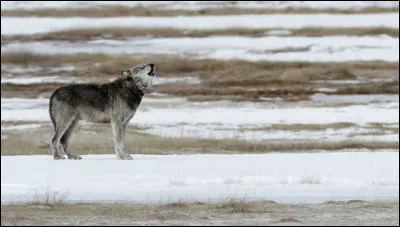 Es-tu plutôt solitaire ou dans un groupe ?