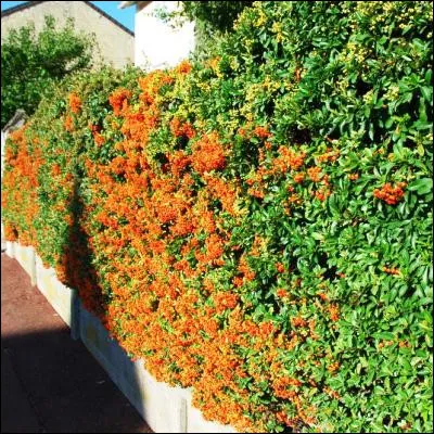 Quel buisson persistant et épineux est aussi appelé buisson ardent ?
