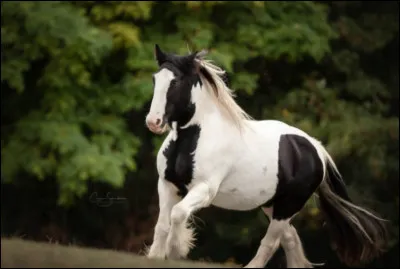 En % combien y a-t-il de propriétaires femmes et hommes dans le monde ?