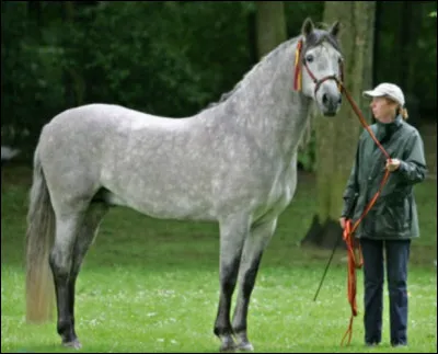 Quelle est cette race de cheval ?