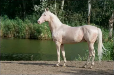 Quelle est cette race ?