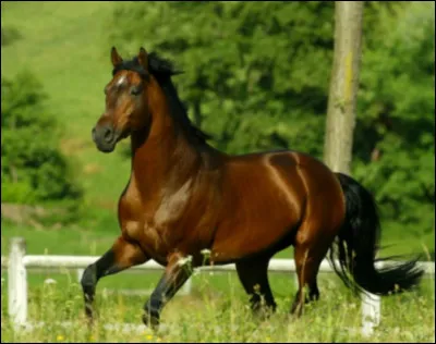 Quelle est cette race ?