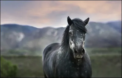 Combien de jours dure la gestation d'une jument ?