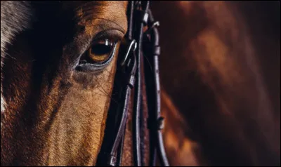 Quel âge avait le cheval le plus vieux ?
