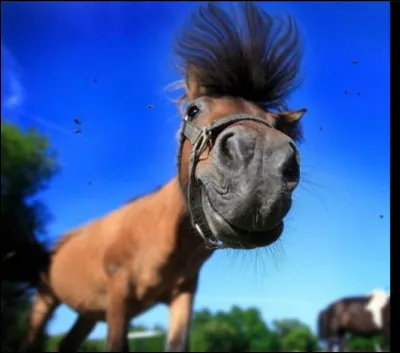 Quelle était la taille et le poids du cheval le plus grand ?